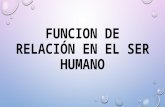 FUNCIÓN DE RELACIÓN EN EL SER HUMANO. Lic Javier Cucaita