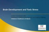 Brain Development and Toxic Stress