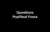 Questions: Popliteal Fossa