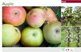 Apples Gardening Guides for Teachers
