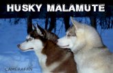 Husky malamute-camerafan