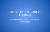 Bacteria in cancer therapy