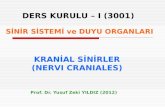 3001-Anatomi-Kranial-Sinirler-DersPPT-09-10-2012.ppt1.73 MB