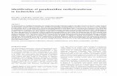 Identification of pseudouridine methyltransferase in Escherichia coli