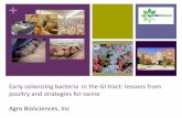 Dr. Tom Rehberger - Early Colonizing Bacteria in the GI Tract - Lessons from Poultry and Strategies for Swine