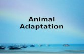 Animal adaptation -- Introduction Elementary Sciecne