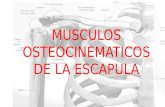 Músculos implicados en la osteocinemática de la escápula
