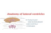 Microsurgical anatomy of lateral ventricles