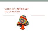 World's biggest mushroom