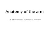 Anatomy of anterior compartment of arm