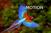 Motion (1)