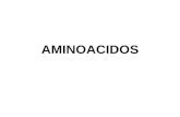 4.  aminoacidos