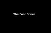Slideshow: Foot Bones