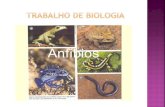 ANFÍBIOS, características gerais, alimentação e reprodução dos anfíbios (Biologia)   2  Ano  Ensino Médio