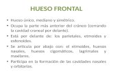 HUESOS FRONTAL Y ESFENOIDES