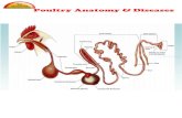 Poultry Anatomy & Diseases