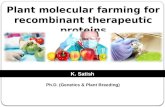 Plant molecular farming for recombinant therapeutic proteins