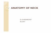 anatomy of neck - gmch
