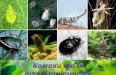 урок 18 різноманітність комах