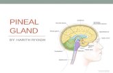 Pineal gland.ANTOMY .HISTOLOGY.FUNCTION