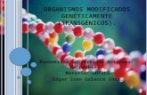 Organismos modificados genéticamente (transgénicos) presentacion.