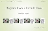 Diagrama floral e fórmula floral