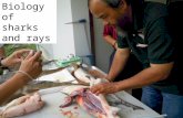 Introduction to biology of sharks and ray