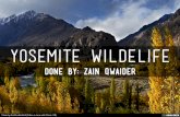yosemite wildelife