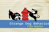 BoTy Dogs - Strange Dog Behavior - Fire Hydrants