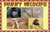 Funny Wildlife Photos