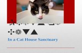 Picts of cats in cat house sanctuary