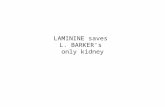 LAMININE SAVES THE ONLY KIDNEY