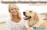 Companionship Of Emotional Support Animals