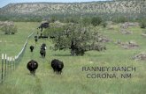 Holistic Management Practices in Action at the Ranney Ranch