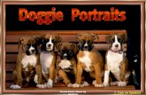 Doggie Portraits
