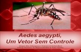 Aedes aegypti, um vetor sem controle