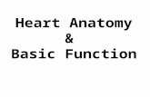 Heart Anatomy & Basic Function (1) Cardiovascular Function ...