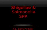 Shigella & salmonella