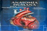 Anatomia humana- Quiroz (tomo 2)