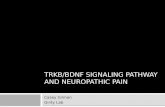 TrkB/BDNF Signaling and Neuropathic Pain