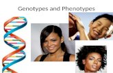 Genotypes and phenotypes