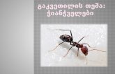 პრეზენტაცია  ჭიანჭველები - VI