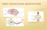 Vårt fantastiska nervsystem ny version
