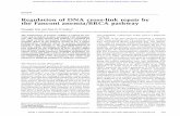 Regulation of DNA cross-link repair by the Fanconi anemia/BRCA ...