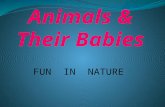 Animals & their babies