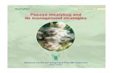 Papaya mealybug and its management strategies