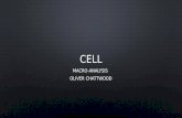 Cell Macro-Analysis