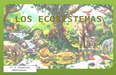 Los ecosistemas 5º c