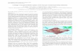 Geologic Conceptual Model Update of the Darajat Geothermal Field ...