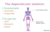 The appendicular skeleton